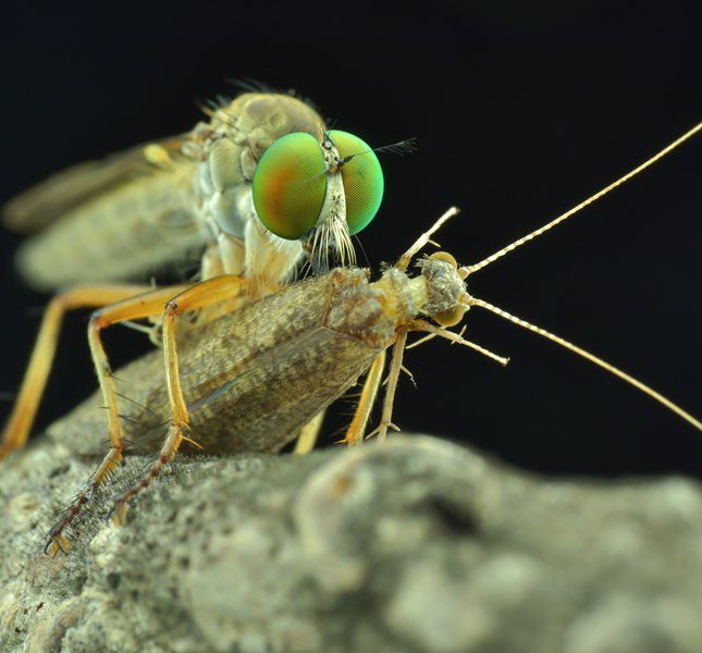 食蟲虻，牠是食蟲還是吸食蟲？