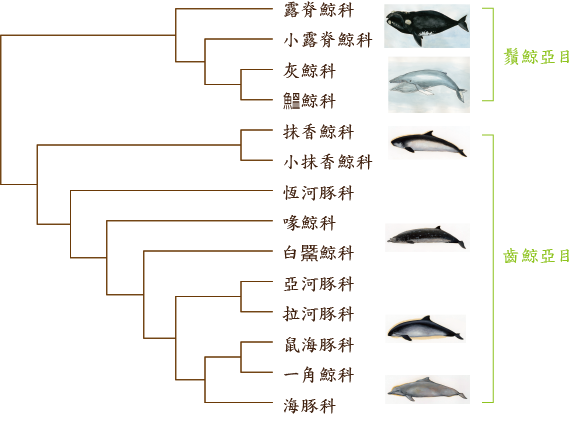 插圖