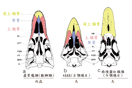 插圖