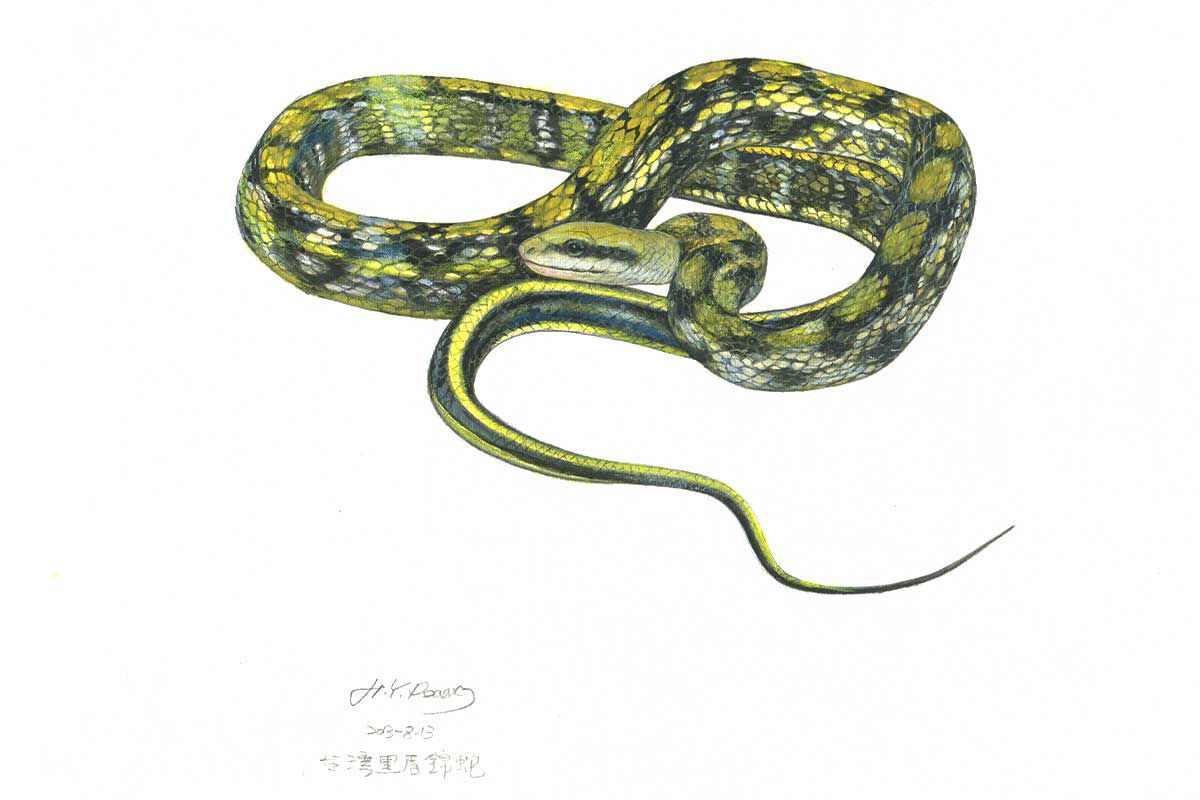 臺灣黑眉錦蛇