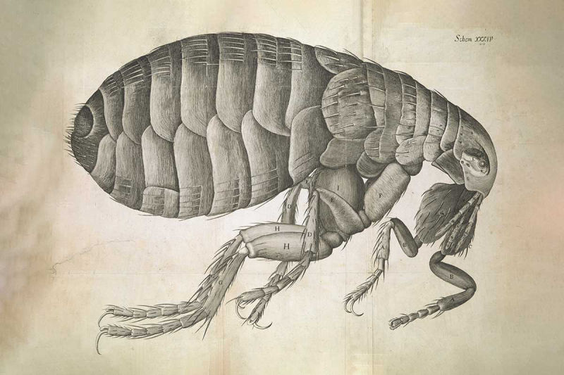Micrographia-by-Robert-Hooke