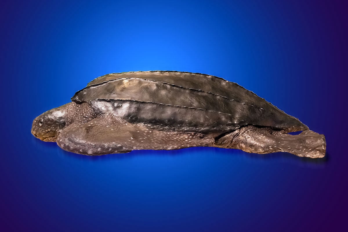 海中瑰寶最大海龜：革龜