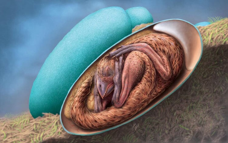 竊蛋龍胚胎蛋 「英良貝貝」 復原圖，由 Julius Csotonyi 繪製。