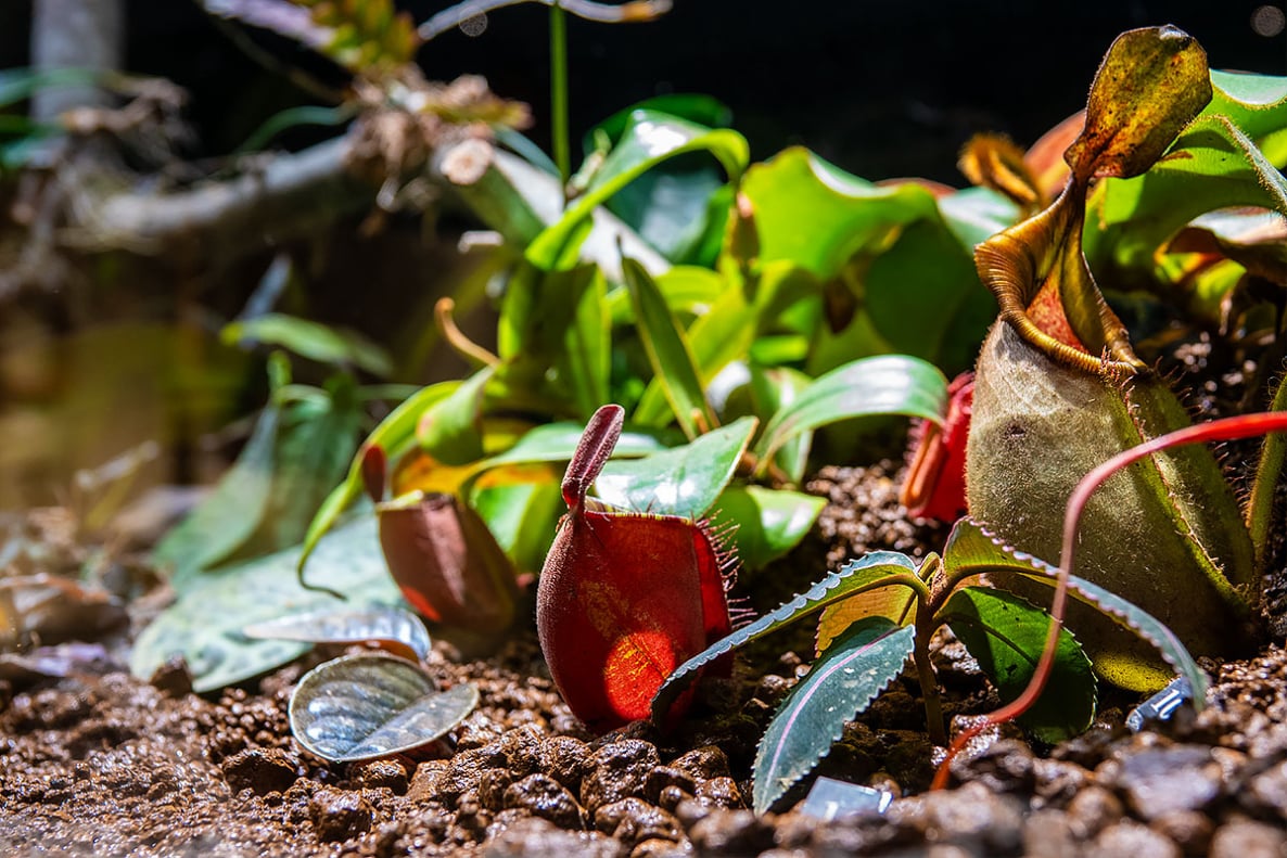 植物生態缸