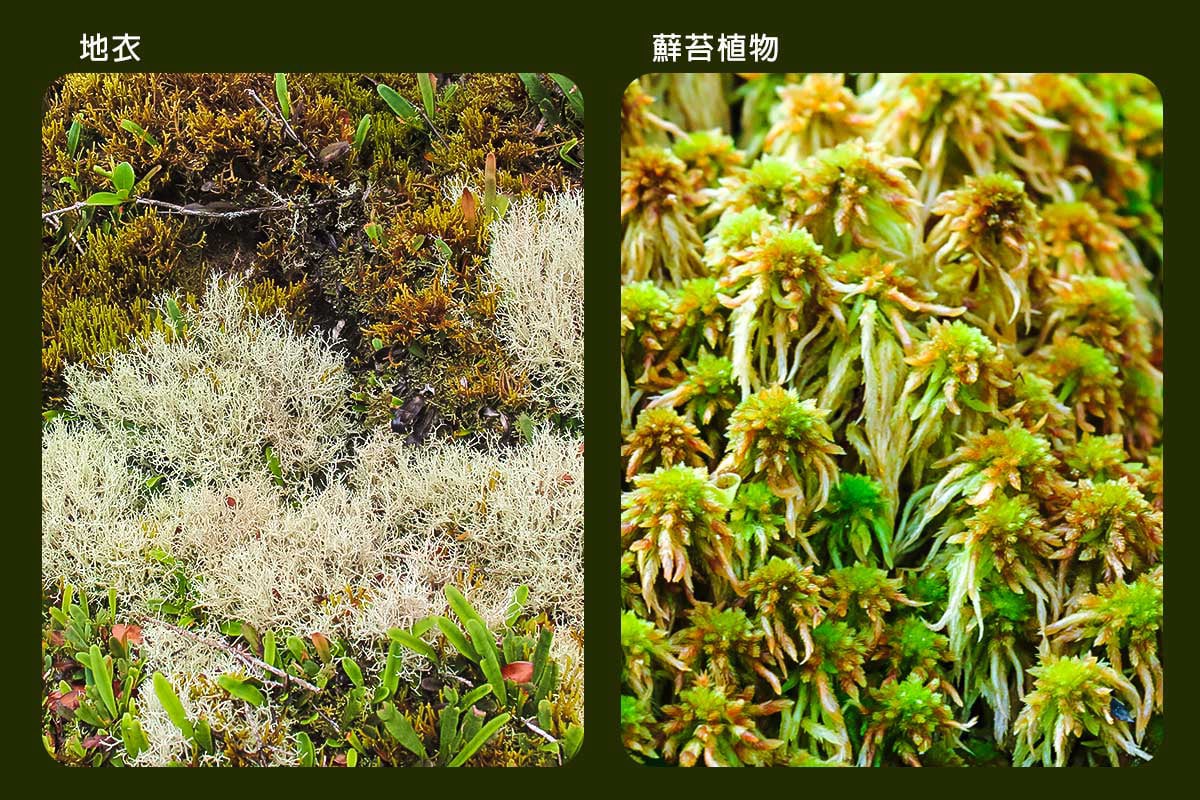 地衣、蘚苔植物