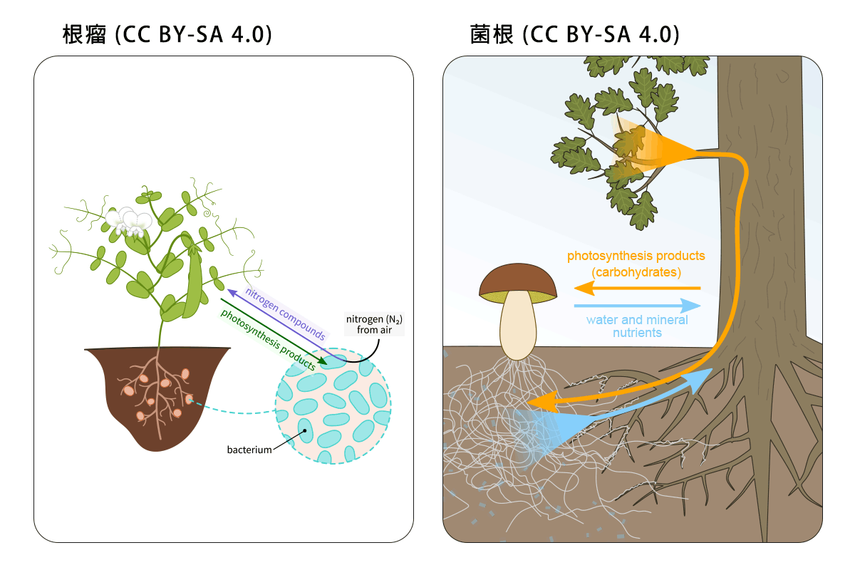 綠色植物進行光合作用插圖