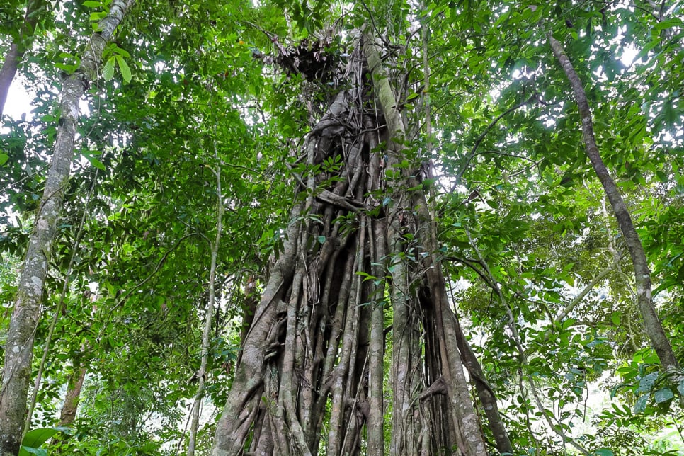 絞殺榕-丹濃谷Danum Valley-沈競辰