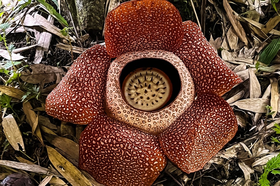 Rafflesia keithii_蔡孟穎