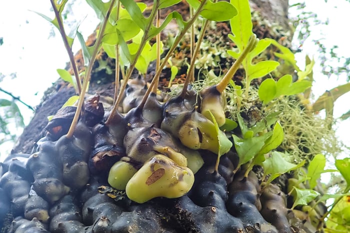 矮蟻蕨_Lecanopteris pumila_蔡孟穎