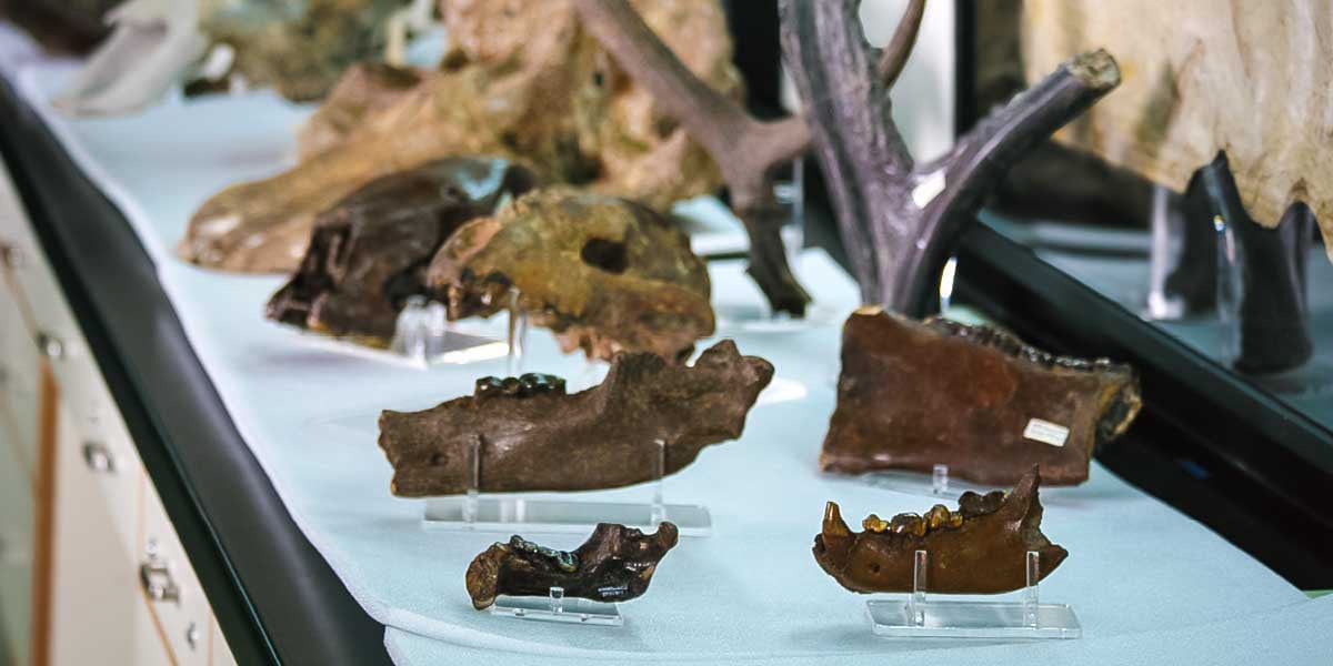 各樣大型的脊椎動物化石，這些動物包括水牛、古象、鬣狗、四不像鹿、斑鹿、熊、馬等