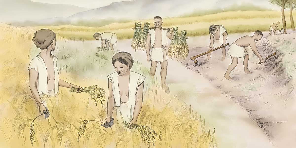 石刀收割