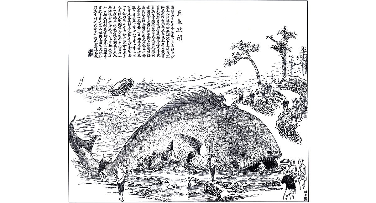 明清地理志常見鯨豚。