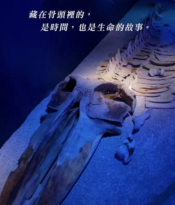 一條鯨魚化石的海洋時光旅程短影音螢幕截圖