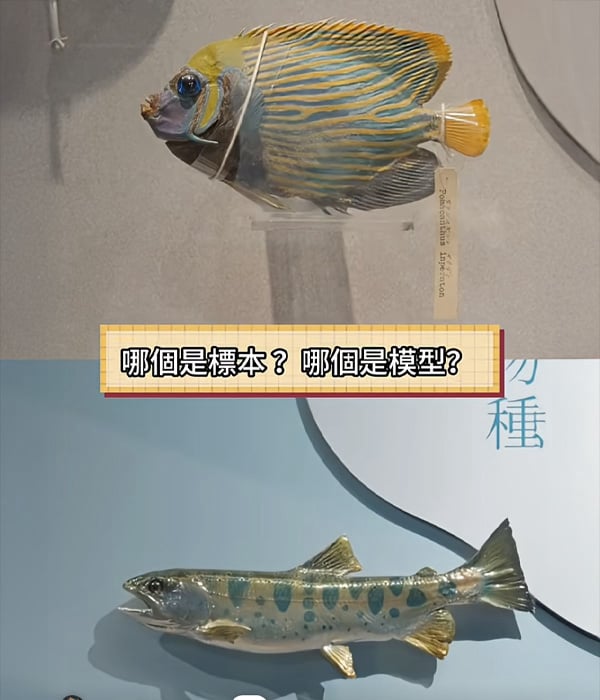 模型？標本？傻傻分不清楚！短影片畫面截圖