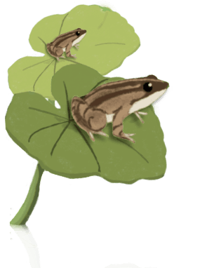frog插畫配圖