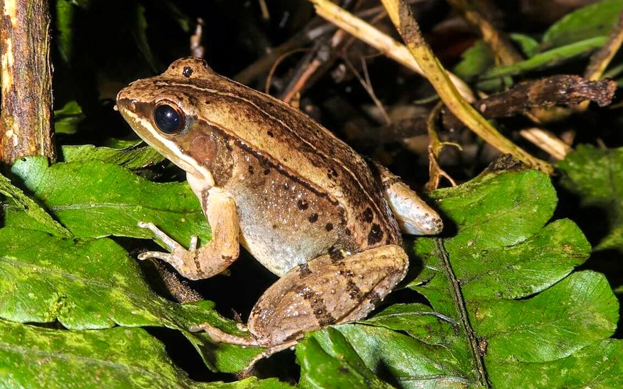 臺灣特有蛙類-魚池琴蛙照片