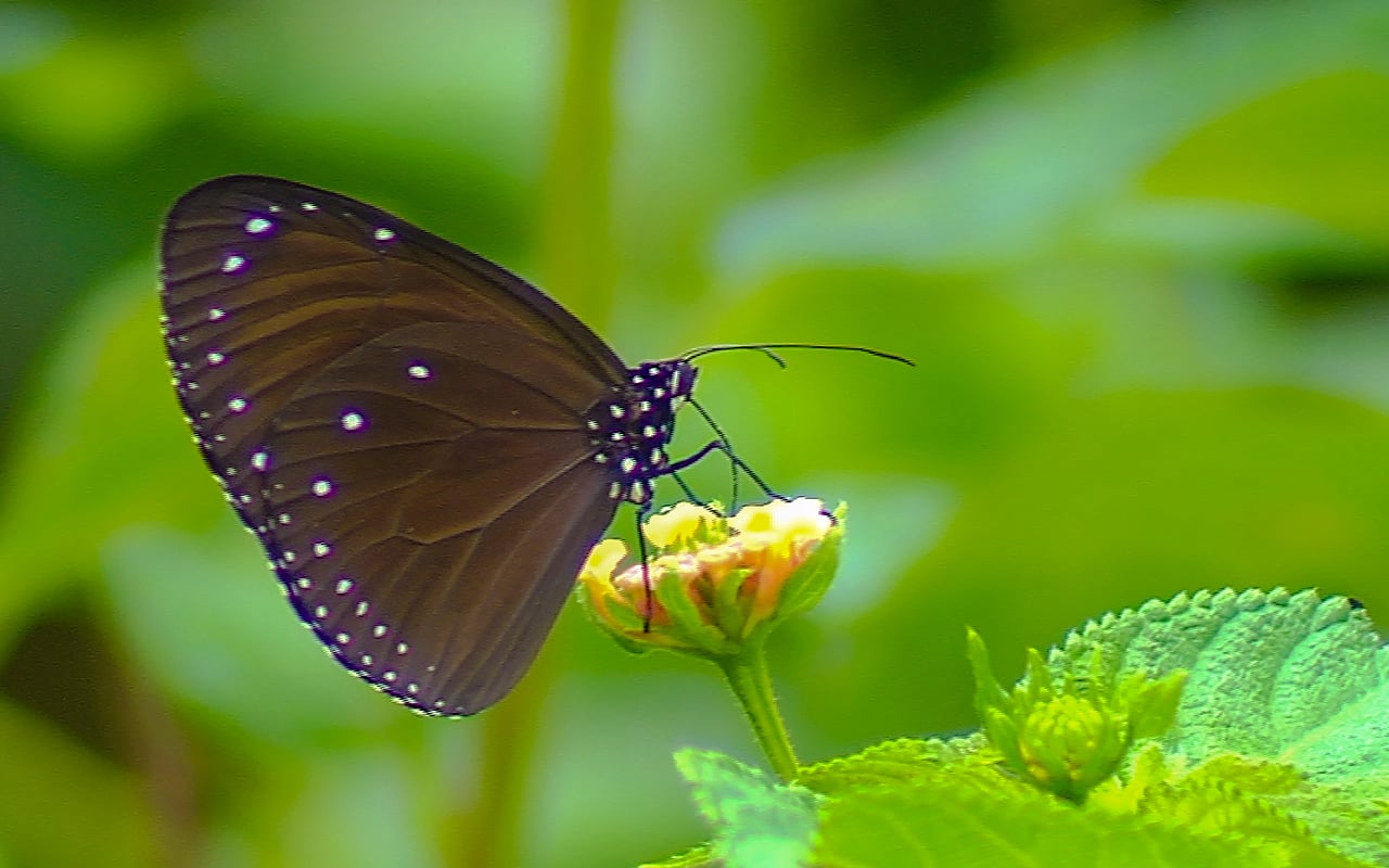 圖為紫斑蝶家族成員中的小紫斑蝶