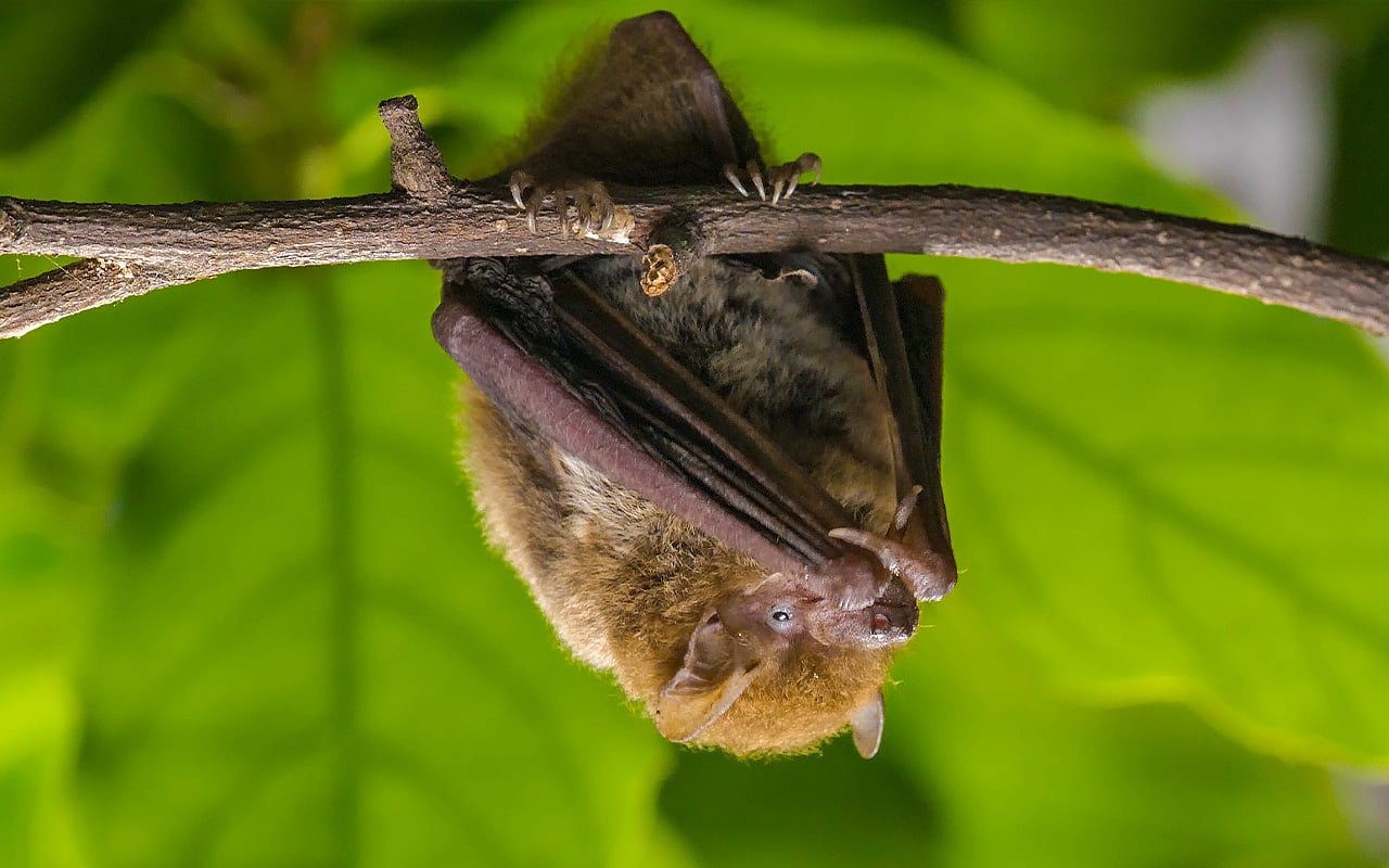 東亞家蝠實拍照片