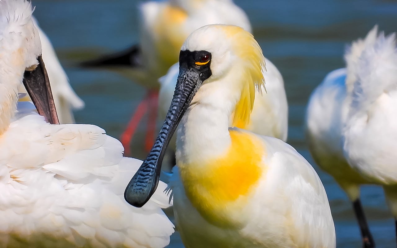 一隻黑面琵鷺，具有顯眼的黑色匙狀長嘴與黑面特徵，頸部帶有繁殖期的黃色羽毛照片