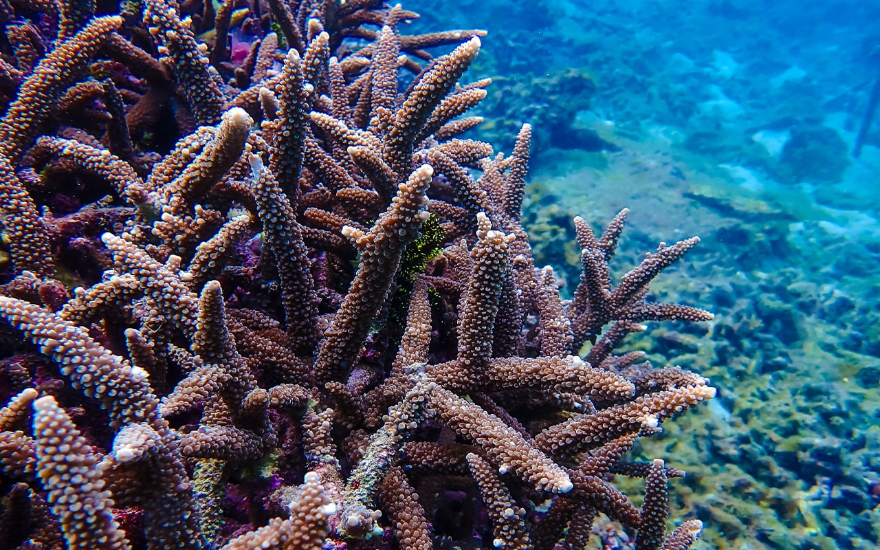 密集的褐色分叉狀軸孔珊瑚骨骼。