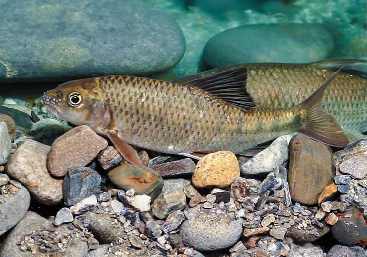 臺灣石𩼧停駐在清澈溪底。