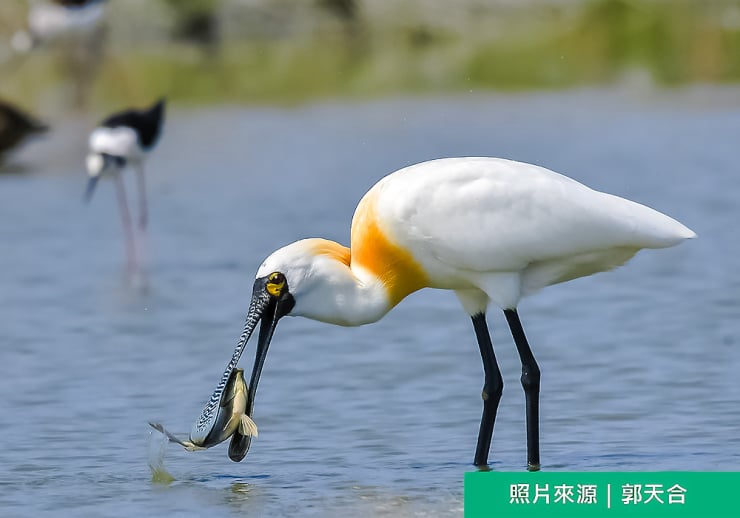 黑面琵鷺在溼地捕食瞬間。