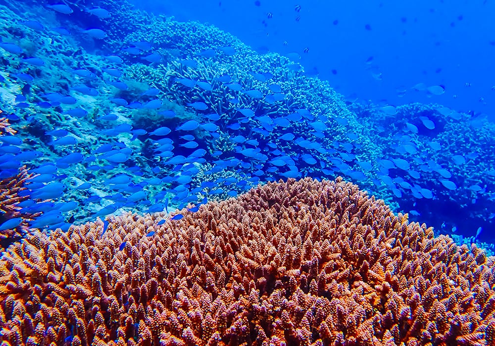 色彩繽紛的珊瑚礁生態系，大量藍色小魚-雀鯛在珊瑚叢上方成群游動