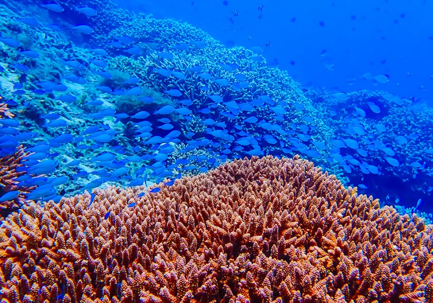 雀鯛與枝狀珊瑚的水下意象。
