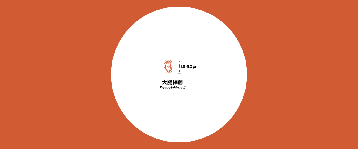 微觀世界細菌主題插圖，圓圈內展示大腸桿菌的微觀結構，並標註其尺寸大小約為1.5至3.0微米，呼應下方細菌為古老單細胞生命之內文。