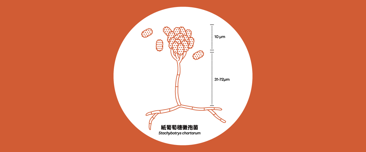 微觀世界真菌主題插圖，圓圈內展示紙葡萄穗黴孢子結構，並標註其孢子約10微米、整體高約31至72微米，呼應下方內文提及真菌擁有細胞壁之真核生物特性。