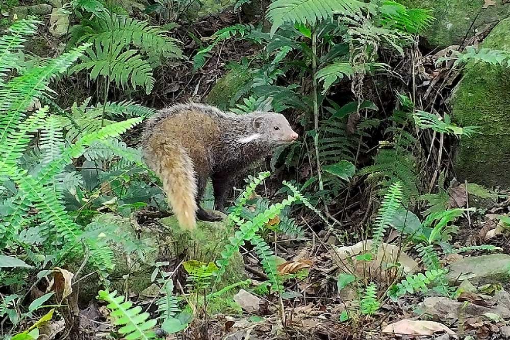 食蟹獴