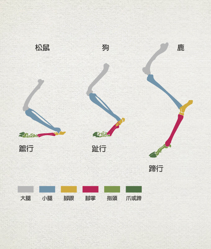 動物行走方式